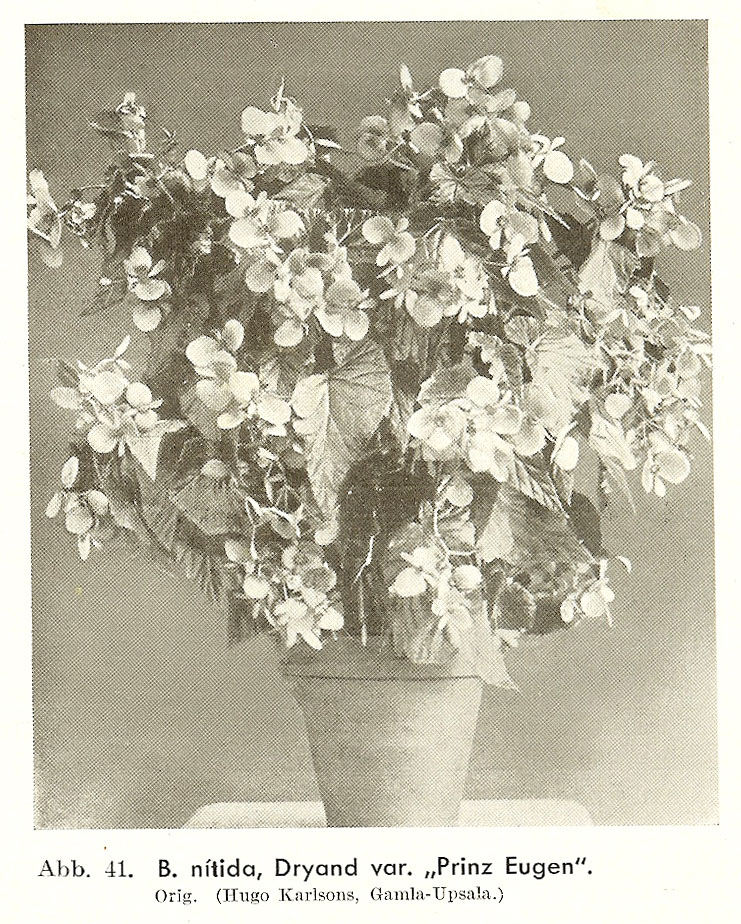 B. ‘Prince Eugen’